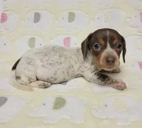 Buffie , a female Miniature Dachshund for sale in Keatchie, LA – 9 of 10