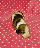 Daisy Mae , a female Miniature Dachshund for sale in Keatchie, LA – 3 of 10
