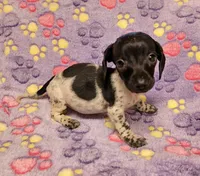 Oreo, a female Miniature Dachshund for sale in Keatchie, LA – 2 of 10