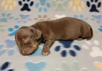 Sonny, a male Miniature Dachshund for sale in Keatchie, LA – 6 of 10