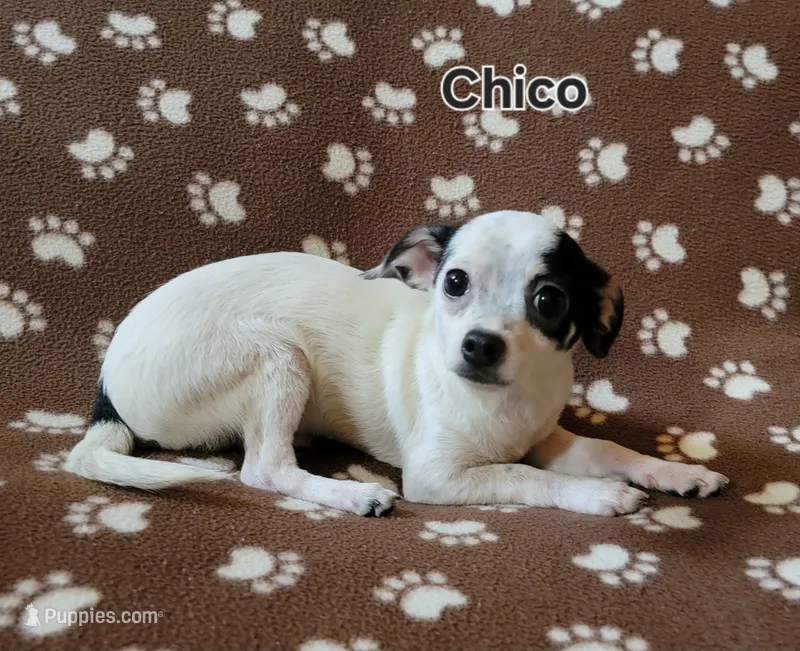 Chico  – Chihuahua puppy for sale in Keatchie, LA