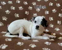 Chico , a male Chihuahua for sale in Keatchie, LA – 1 of 7