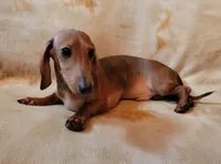 Jackson, a male Dachshund for sale in Keatchie, LA – 10 of 10
