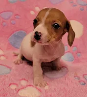 Twinkie , a female Miniature Dachshund for sale in Keatchie, LA – 5 of 10