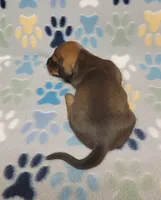 Baby Matthew , a male Miniature Dachshund for sale in Keatchie, LA – 5 of 10