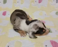 Heaven Leigh , a female Miniature Dachshund for sale in Keatchie, LA – 9 of 10