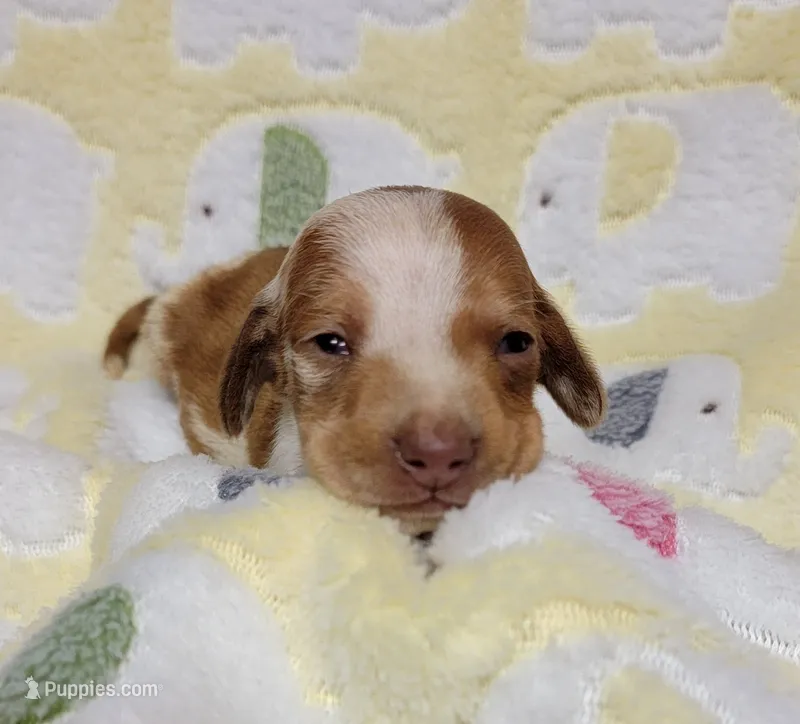 Baby KayKay  – Miniature Dachshund puppy for sale in Keatchie, LA