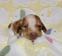 Baby KayKay , a female Miniature Dachshund for sale in Keatchie, LA – 1 of 10