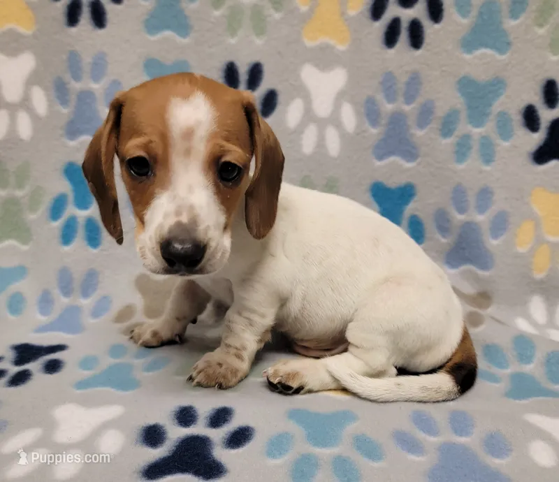 Baby John , a male Miniature Dachshund for sale in Keatchie, LA – 1 of 10