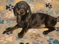 Rascal , a male Miniature Dachshund for sale in Keatchie, LA – 2 of 7