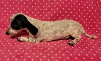 Speckles , a female Miniature Dachshund for sale in Keatchie, LA – 2 of 10