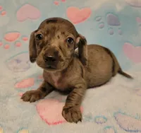 Cooper Wayne , a male Miniature Dachshund for sale in Keatchie, LA – 9 of 10