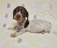 Buffie , a female Miniature Dachshund for sale in Keatchie, LA – 8 of 10