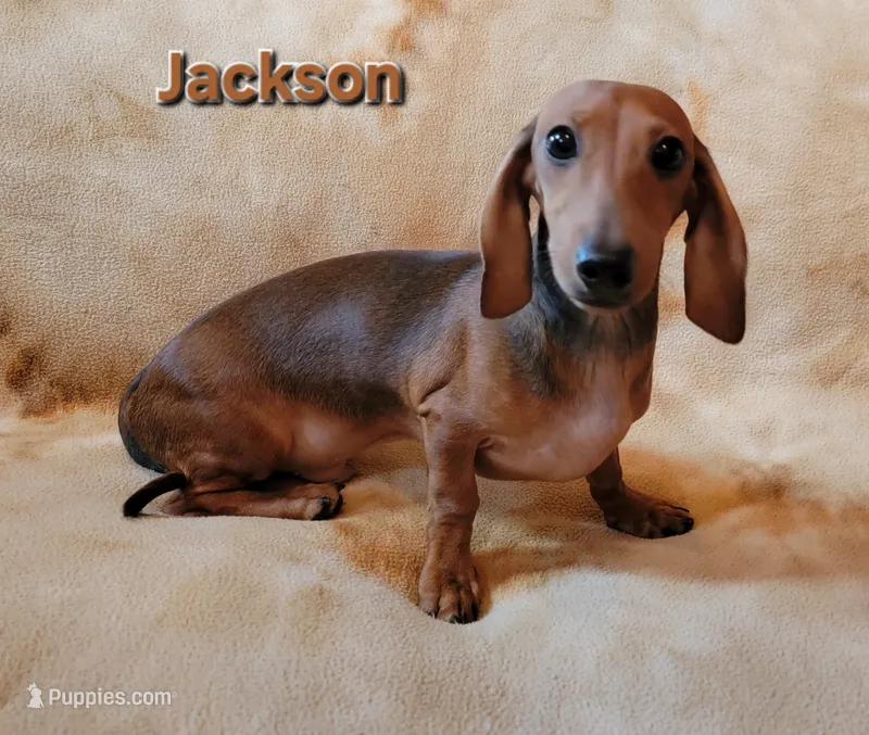 Jackson – Dachshund puppy for sale in Keatchie, LA