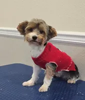 Max, a male Biewer for sale in Modesto, CA – Photo 2 of 3