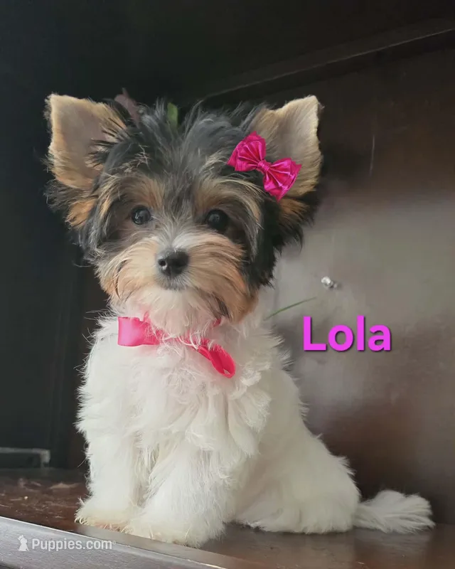 lola jr
