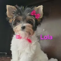 lola jr, a female Biewer for sale in Modesto, CA – Photo 1 of 3