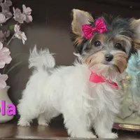 lola jr, a female Biewer for sale in Modesto, CA – Photo 2 of 3