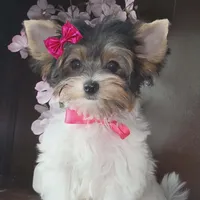 lola jr, a female Biewer for sale in Modesto, CA – Photo 3 of 3