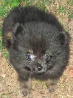 AKC itsy bitsy , a male Pomeranian for sale in Nicholasville, KY – 4 of 6