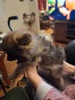 AKC BATMAN , a male Pomeranian for sale in Nicholasville, KY – Photo 3 of 3