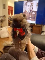 AKC BATMAN , a male Pomeranian for sale in Nicholasville, KY – Photo 2 of 3