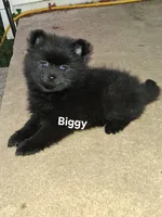 Biggy , a female Pomeranian for sale in Nicholasville, KY – 2 of 6