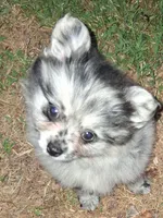 Mary Merle , a female Pomeranian for sale in Nicholasville, KY – 2 of 7