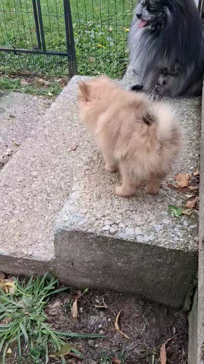 Zacky Attacky , a male Pomeranian for sale in Nicholasville, KY – 7 of 7