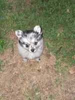 Mary Merle , a female Pomeranian for sale in Nicholasville, KY – 5 of 7