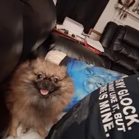 AKC ROBIN , a male Pomeranian for sale in Nicholasville, KY – Photo 3 of 4