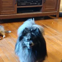 AKC ROBIN , a male Pomeranian for sale in Nicholasville, KY – Photo 4 of 4