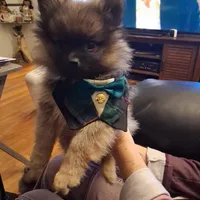 AKC ROBIN , a male Pomeranian for sale in Nicholasville, KY – Photo 2 of 4