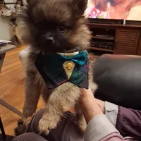 AKC ROBIN , a male Pomeranian for sale in Nicholasville, KY – Photo 1 of 4