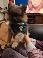 AKC ROBIN , a male Pomeranian for sale in Nicholasville, KY – Photo 1 of 2