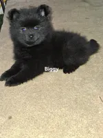 Biggy , a female Pomeranian for sale in Nicholasville, KY – 3 of 6