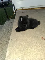 Biggy , a female Pomeranian for sale in Nicholasville, KY – 4 of 6