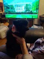 AKC BATGIRL, a female Pomeranian for sale in Nicholasville, KY – Photo 2 of 3