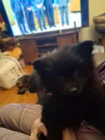 AKC BATGIRL, a female Pomeranian for sale in Nicholasville, KY – Photo 1 of 3