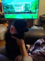 AKC BATGIRL, a female Pomeranian for sale in Nicholasville, KY – Photo 3 of 3