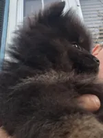 AKC itsy bitsy , a male Pomeranian for sale in Nicholasville, KY – 3 of 6