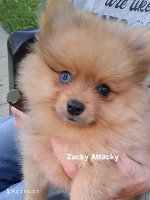 Zacky Attacky  – Pomeranian puppy for sale in Nicholasville, KY
