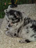Mary Merle , a female Pomeranian for sale in Nicholasville, KY – 3 of 7