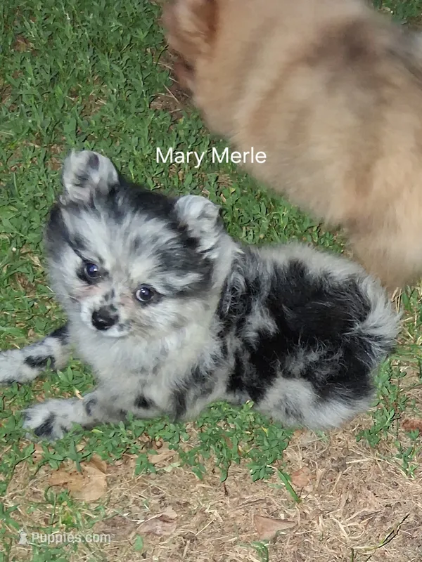 Mary Merle  – Pomeranian puppy for sale in Nicholasville, KY