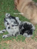 Mary Merle , a female Pomeranian for sale in Nicholasville, KY – 1 of 7