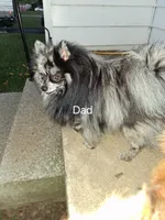 Zacky Attacky , a male Pomeranian for sale in Nicholasville, KY – 6 of 6