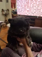 AKC MIDNIGHT , a female Pomeranian for sale in Nicholasville, KY – Photo 5 of 7