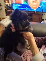 AKC MIDNIGHT , a female Pomeranian for sale in Nicholasville, KY – Photo 1 of 7