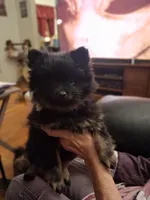 AKC MIDNIGHT , a female Pomeranian for sale in Nicholasville, KY – Photo 4 of 7