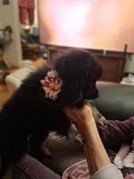 AKC MIDNIGHT , a female Pomeranian for sale in Nicholasville, KY – Photo 2 of 7